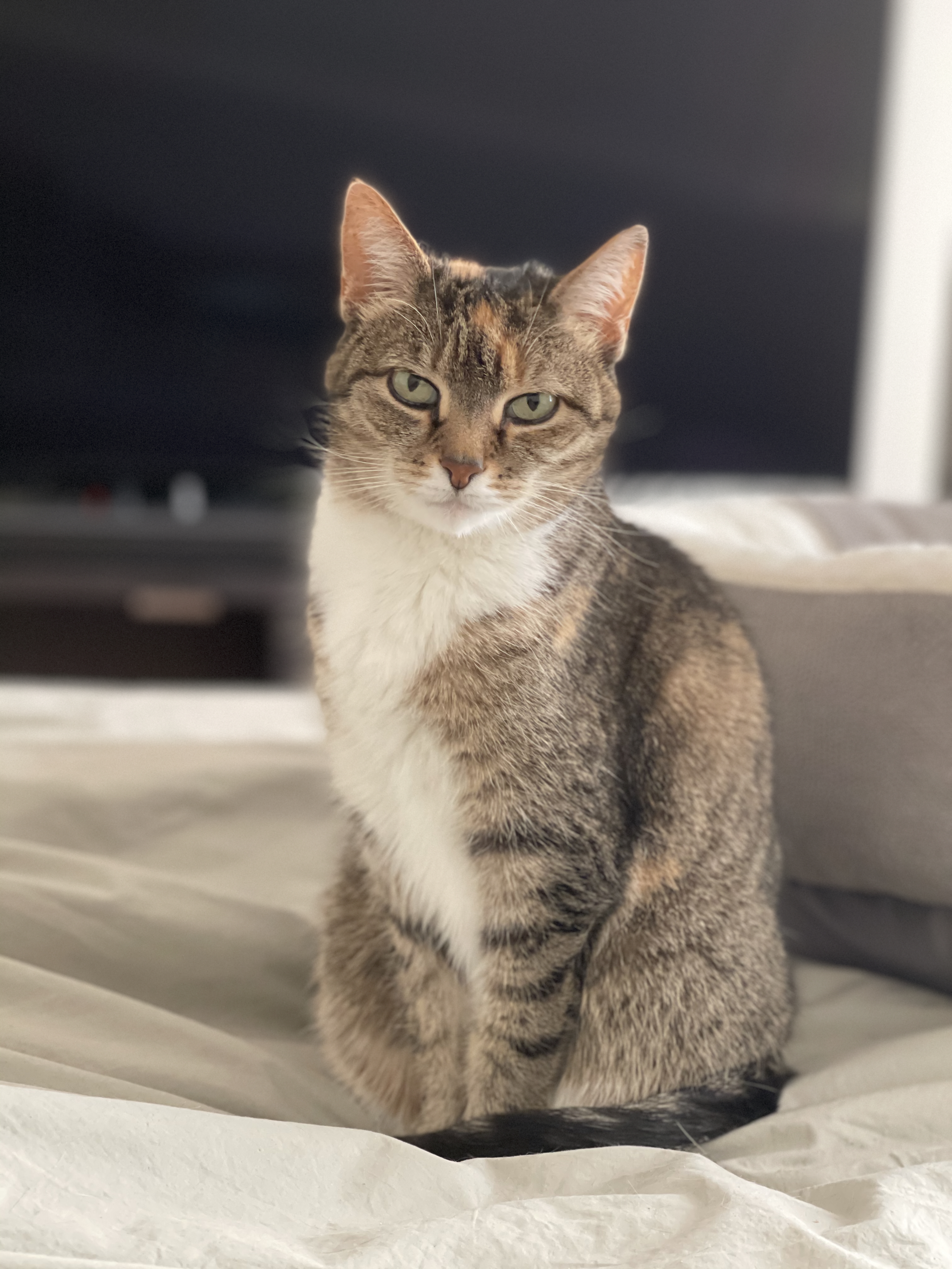 Little Chicken — a beloved cat, resting peacefully